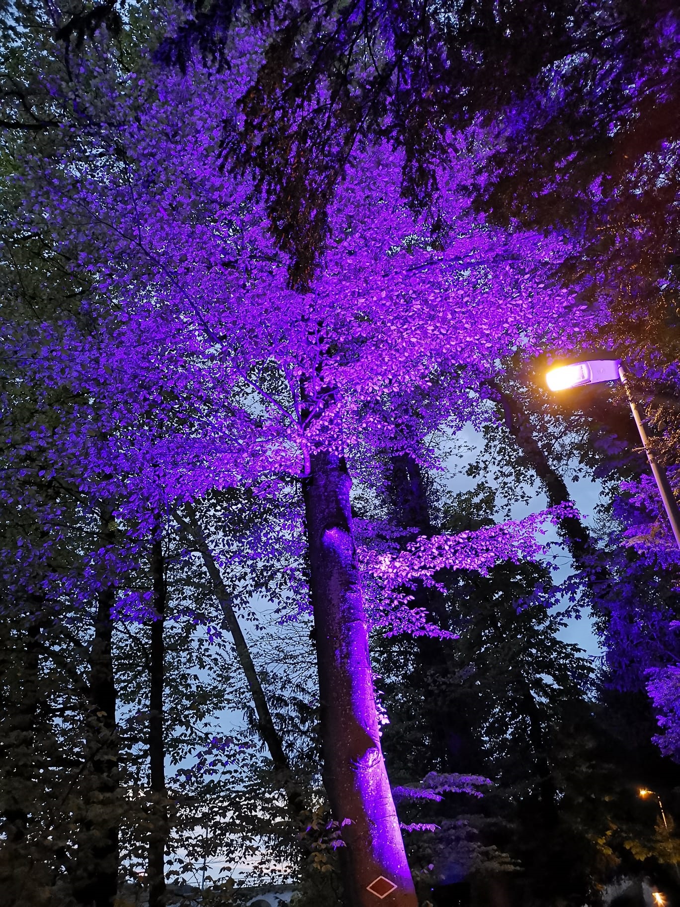 Baum mit violetter Beleuchtung