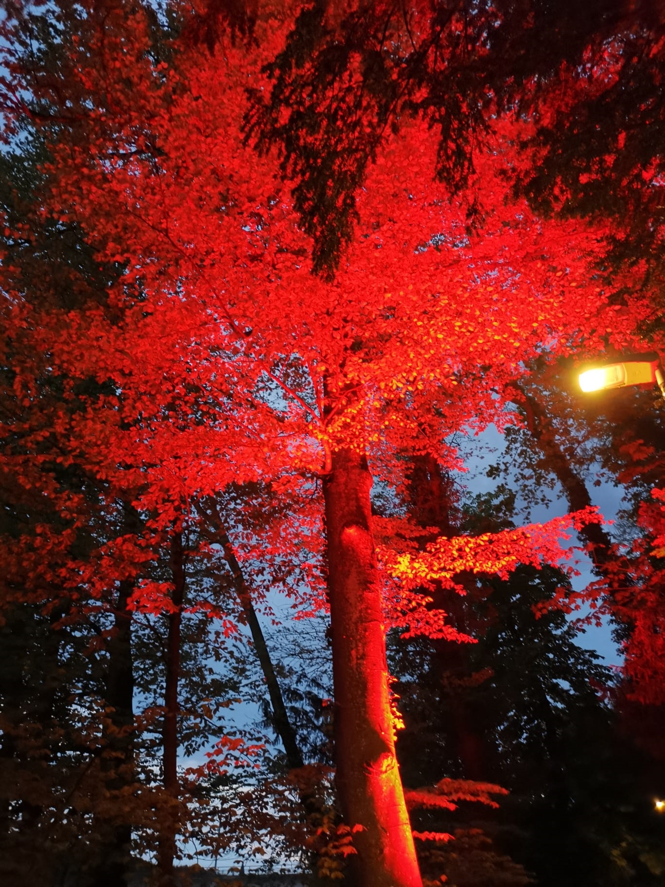 Foto eines Baums mit roter Beleuchtung
