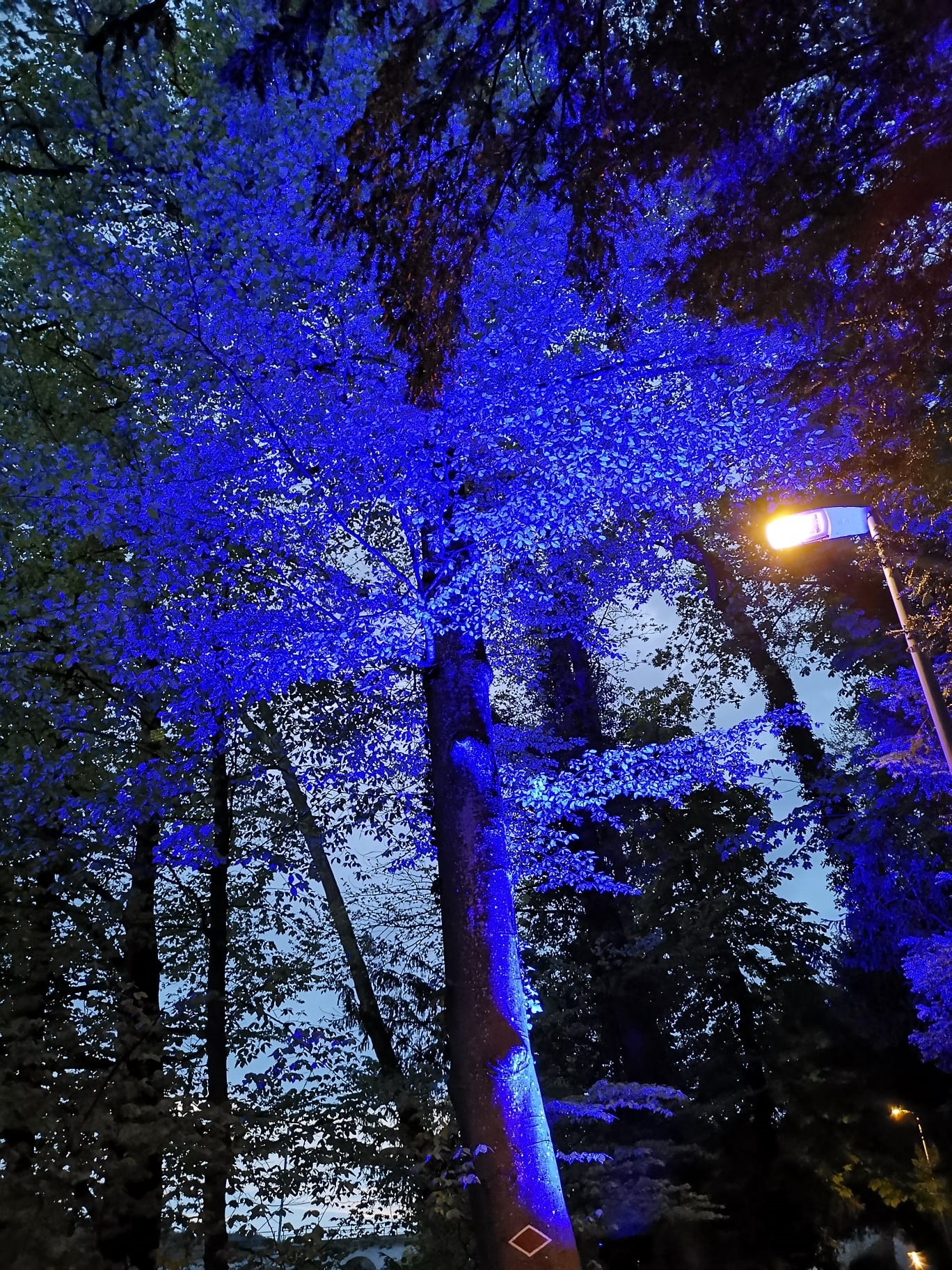 Foto eines Baums mit blauer Beleuchtung