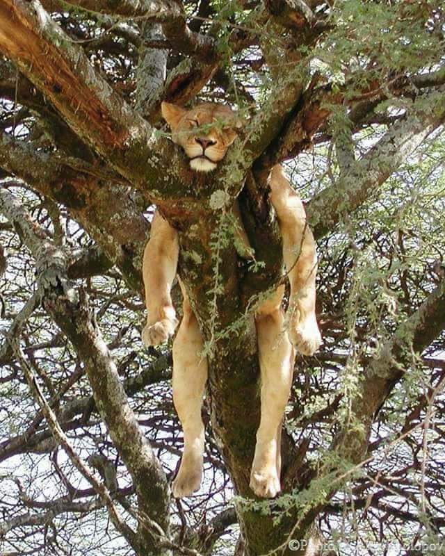 Ein Löwe schläft auf einem Baum, lässt die Beine hängen und wartet aufs Leuefäscht. Keine Verlinkung.